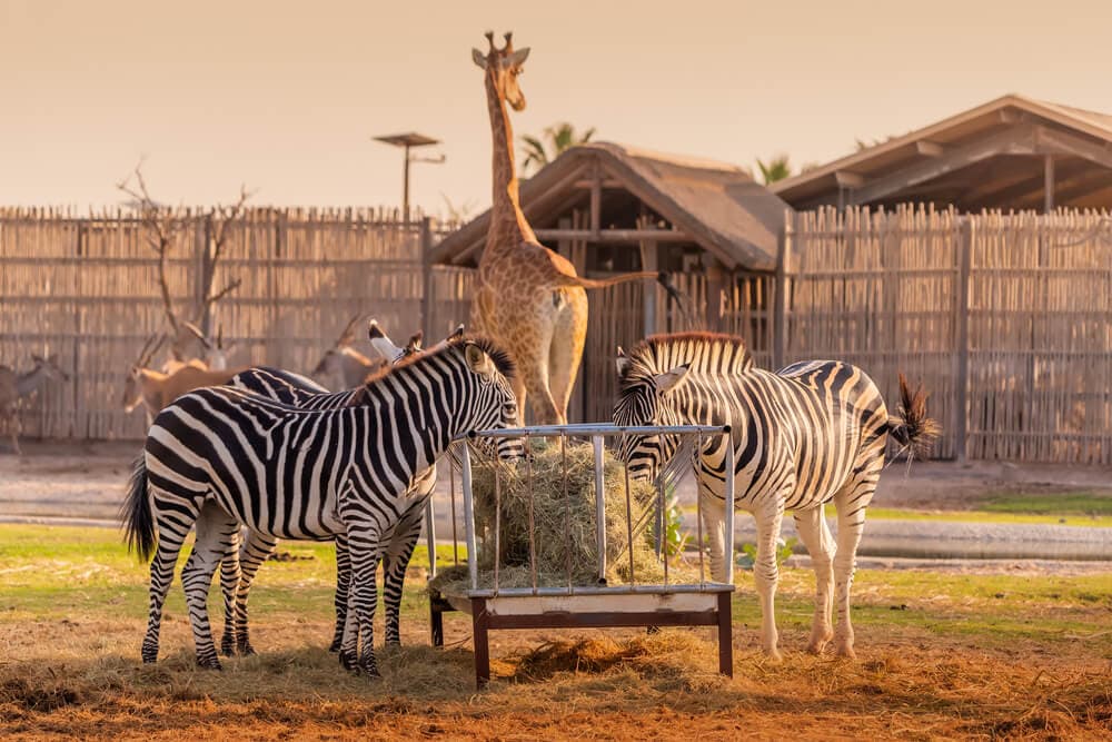 Dubai Safari Park Safari Bundle with Transfer - clicktoguide